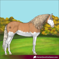 Horse Color:Chestnut Splash 