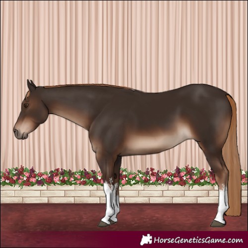 Horse Color:White Spotted Liver Chestnut