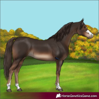 Horse Color:Liver Chestnut 