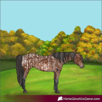 Horse Color:Brown Appaloosa Rabicano and Brown Rabicano