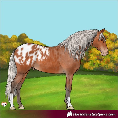Horse Color:Silver Bay Appaloosa 