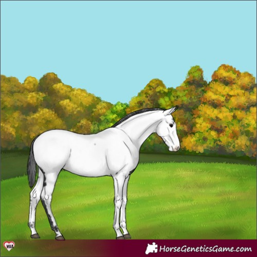 Horse Color:Black Near Fewspot 