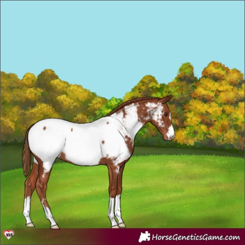 Horse Color:Chestnut Appaloosa 