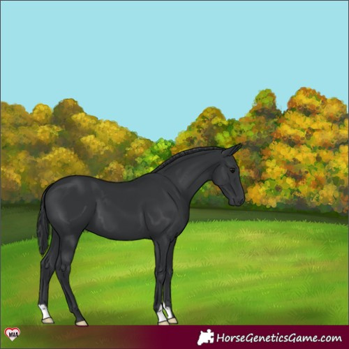Horse Color:Black 