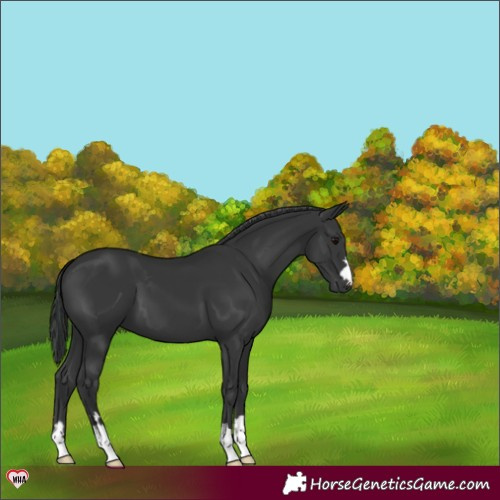Horse Color:Black 