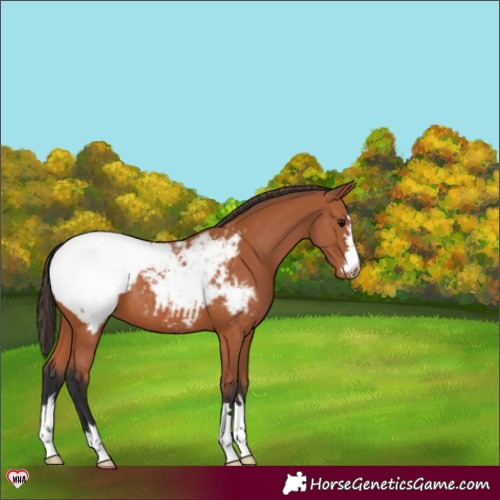 Horse Color:Bay Appaloosa 