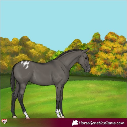 Horse Color:Grullo Varnish 