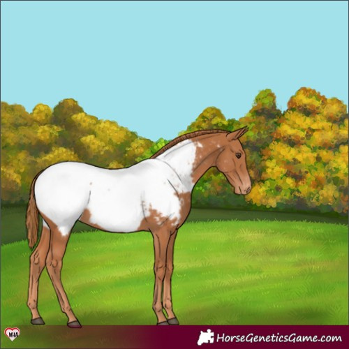Horse Color:Chestnut Appaloosa 