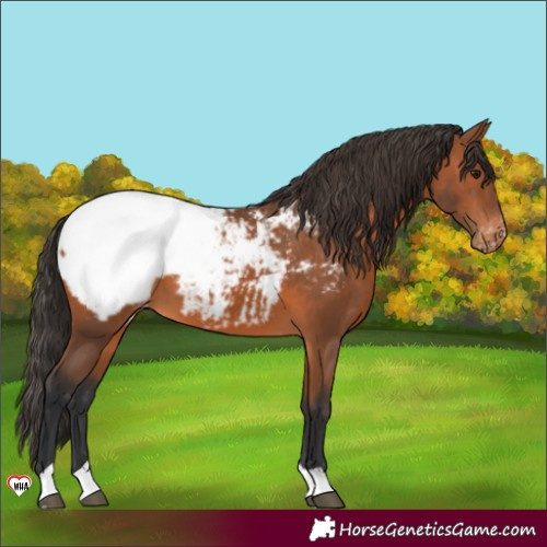 Horse Color:Bay Appaloosa 
