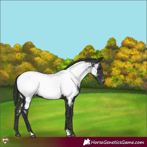Horse Color:Black Near Fewspot 
