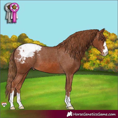 Horse Color:Chestnut Varnish 