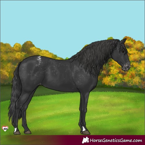 Horse Color:Black Appaloosa 