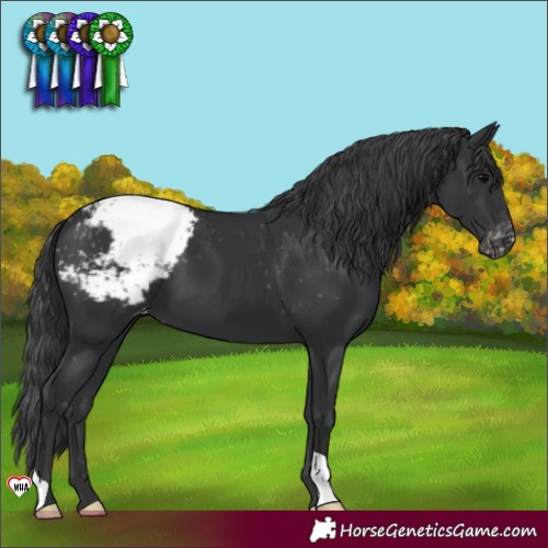 Horse Color:Black Appaloosa 