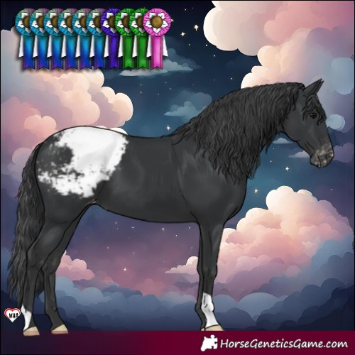 Horse Color:Black Snowcap 