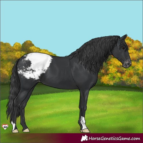 Horse Color:Black Appaloosa 