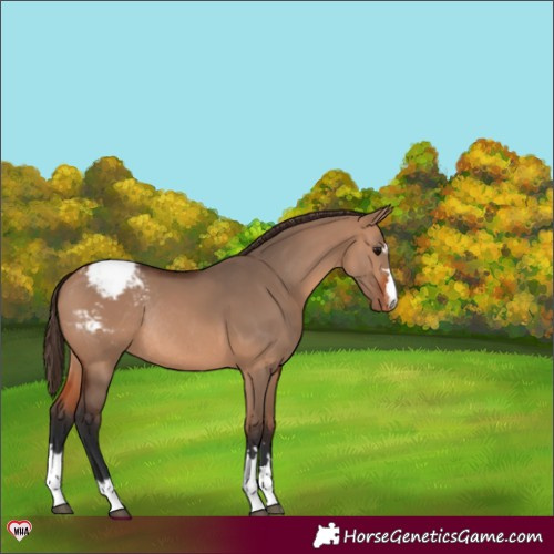 Horse Color:Bay Dun Snowcap Rabicano 