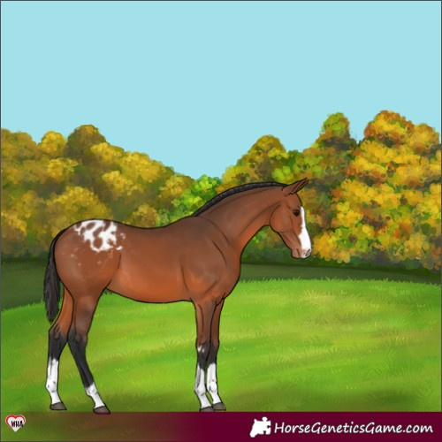 Horse Color:Bay Appaloosa 