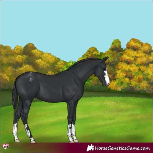 Horse Color:Black Appaloosa 