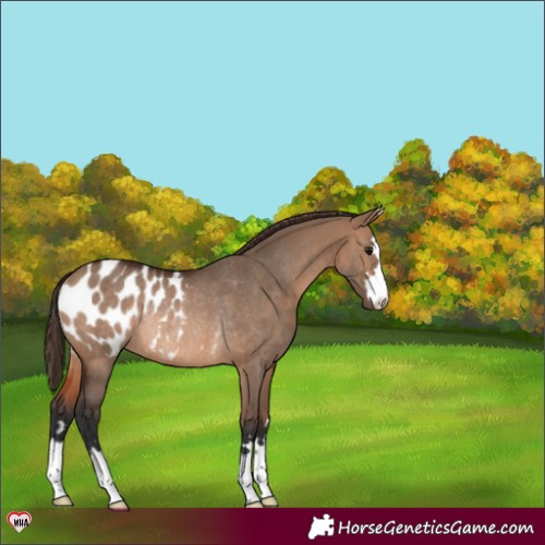 Horse Color:Brown Dun Blanket Rabicano 