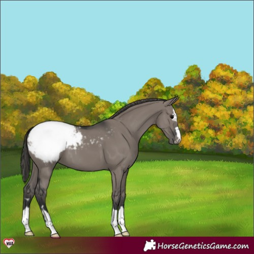 Horse Color:Grullo Appaloosa 