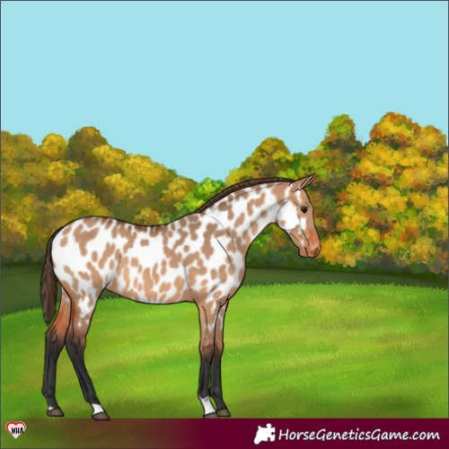 Horse Color:Bay Dun Near Leopard 