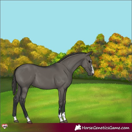 Horse Color:Grullo Appaloosa 