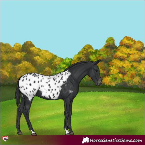 Horse Color:Black Appaloosa 