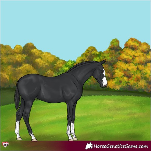 Horse Color:Black Appaloosa 