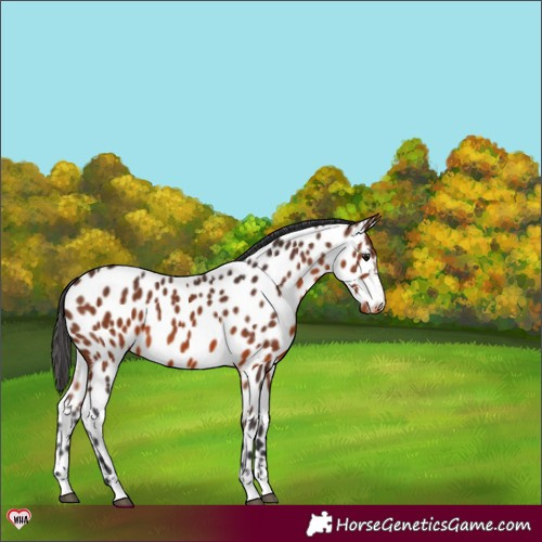 Horse Color:Brown Appaloosa 