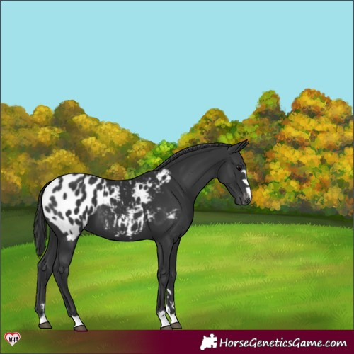 Horse Color:Black Blanket 