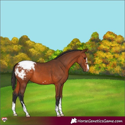 Horse Color:Bay Snowcap 
