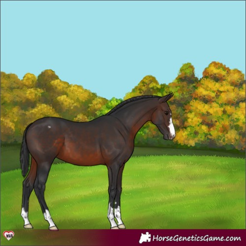 Horse Color:Brown Appaloosa 