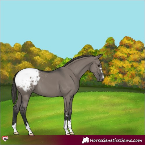 Horse Color:Grullo Snowcap 