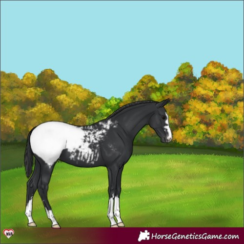Horse Color:Black Appaloosa 