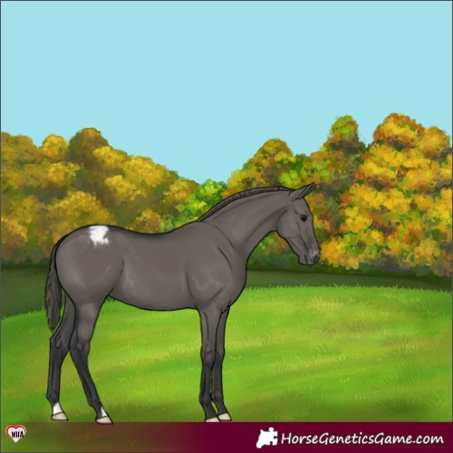 Horse Color:Grullo Varnish 