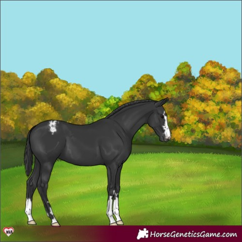 Horse Color:Black Appaloosa 