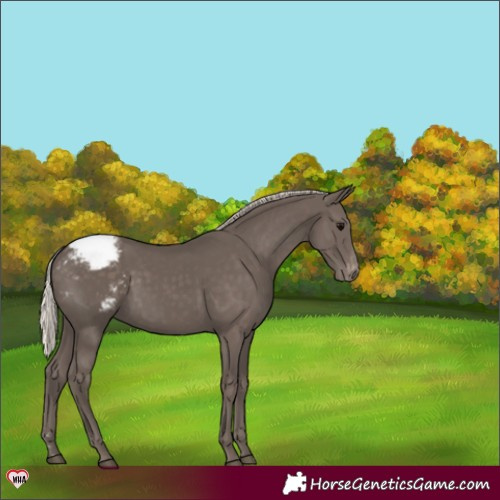 Horse Color:Silver Black Appaloosa 