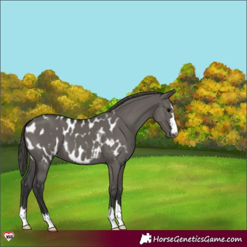 Horse Color:Grullo Blanket 