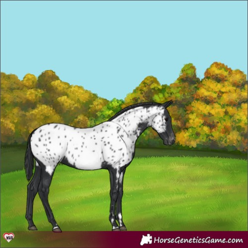 Horse Color:Black Appaloosa