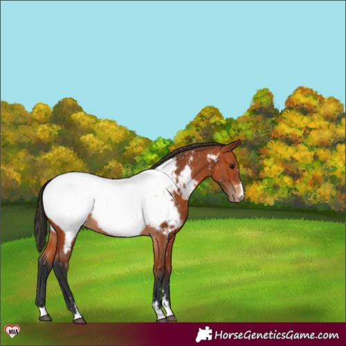 Horse Color:Bay Appaloosa 