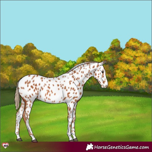 Horse Color:Chestnut Appaloosa 