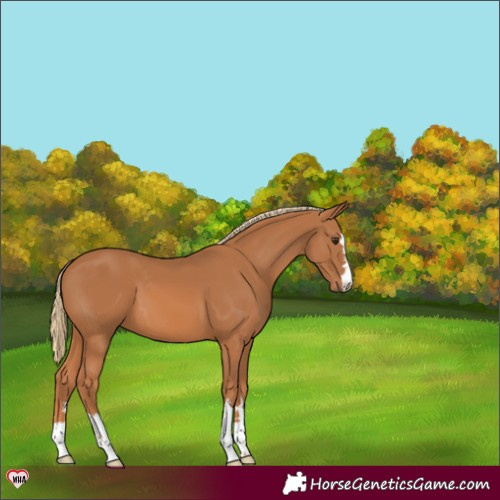 Horse Color:Chestnut 