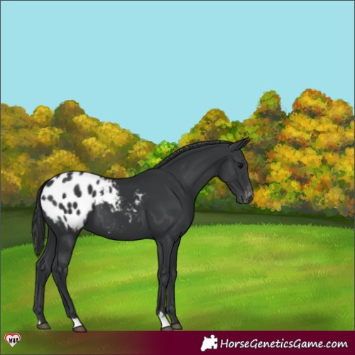 Horse Color:Black Appaloosa 