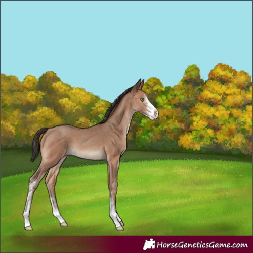 Horse Color:Sable Champagne Sabino 