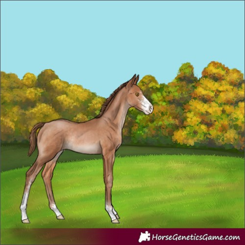 Horse Color:Brown Pearl Sabino Varnish Rabicano 