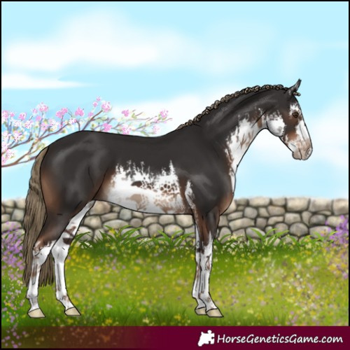 Horse Color:White Spotted Liver Chestnut