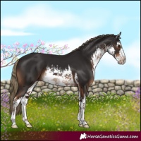 Horse Color:White Spotted Liver Chestnut