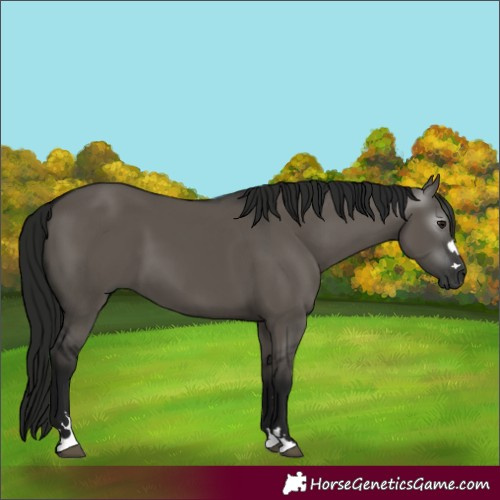 Horse Color:Gray Grullo 
