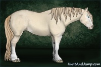 Horse Color:Perlino Dun Sabino