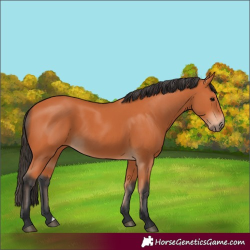 Horse Color:Unknown 